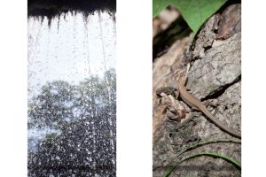 東北緑色革命太古の森、その原風景を探す