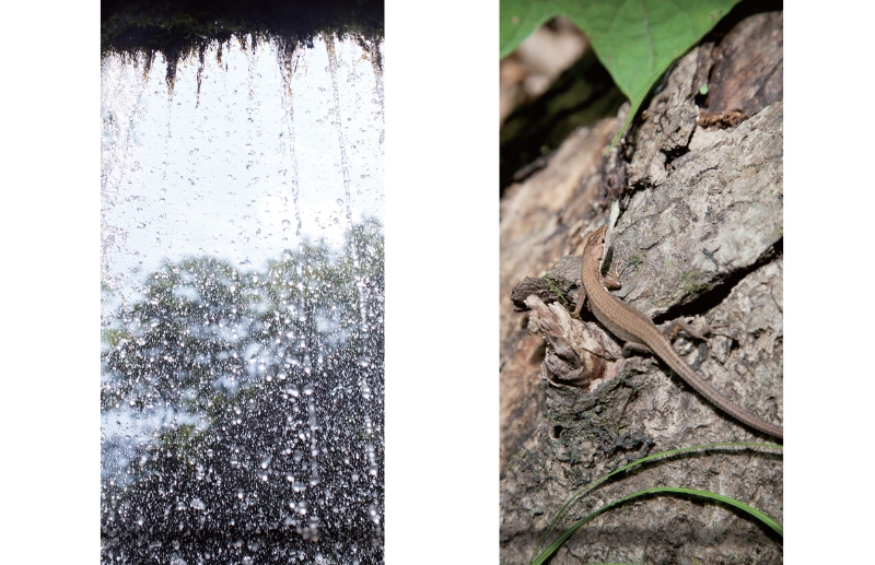 東北緑色革命太古の森、その原風景を探す