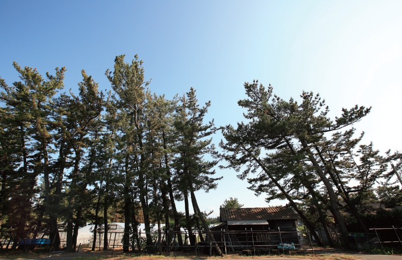 豊穣の地で育まれる伝統野菜