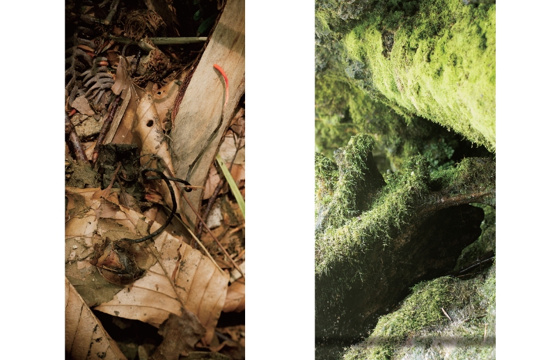 東北緑色革命太古の森、その原風景を探す