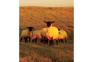 不可思議な羊の正体羊の島――焼尻島