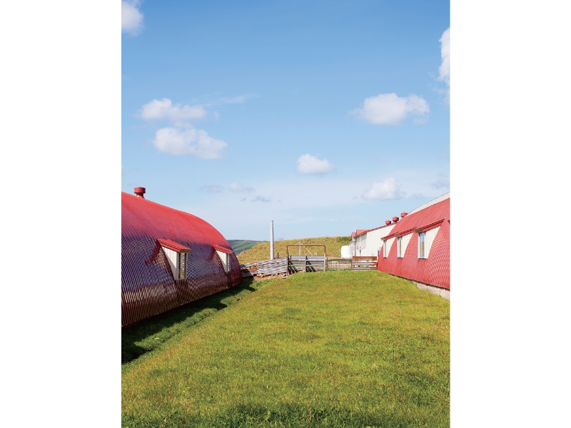 不可思議な羊の正体羊の島――焼尻島