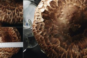 丹波・松茸山物語