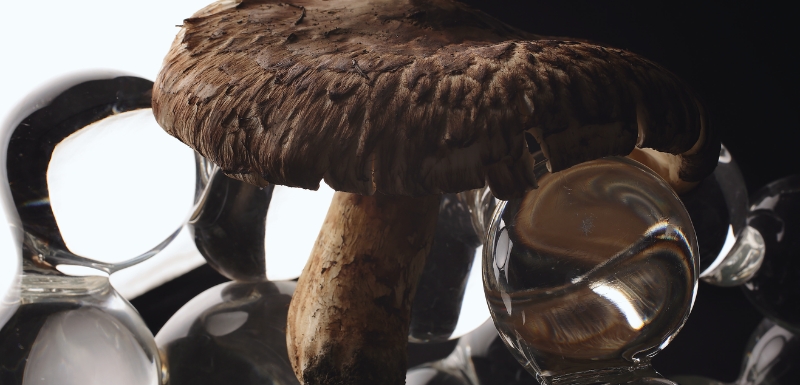 丹波・松茸山物語