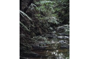 固有種から珊瑚へ沖縄・やんばる