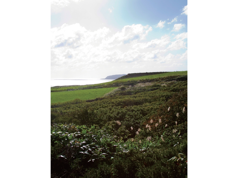 不可思議な羊の正体羊の島――焼尻島