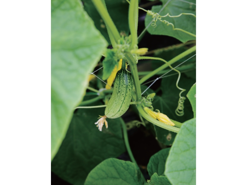 豊穣の地で育まれる伝統野菜