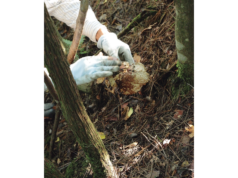 丹波・松茸山物語