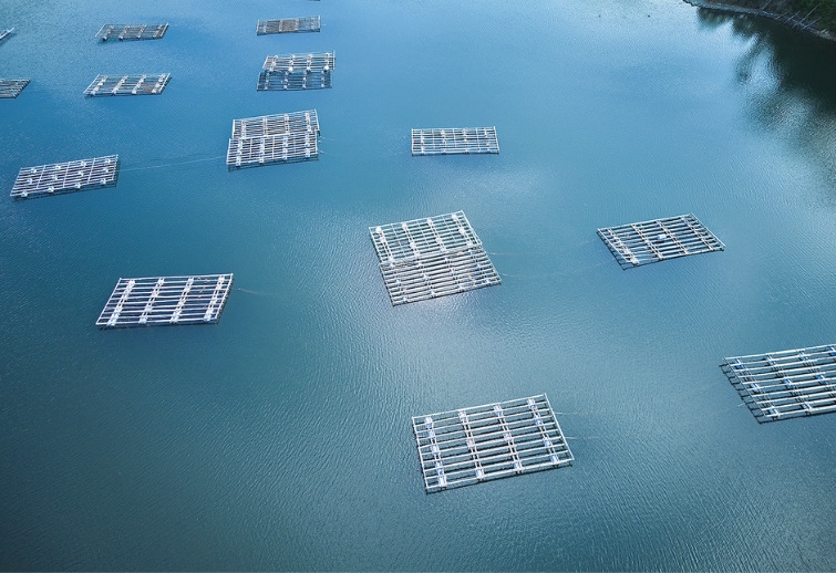 雪代水が育むカキ 宮城・気仙沼