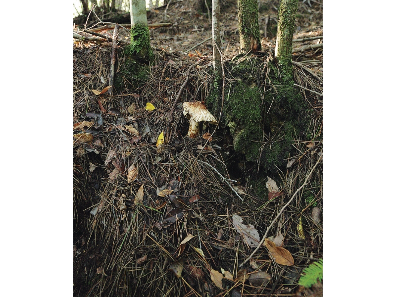 丹波・松茸山物語