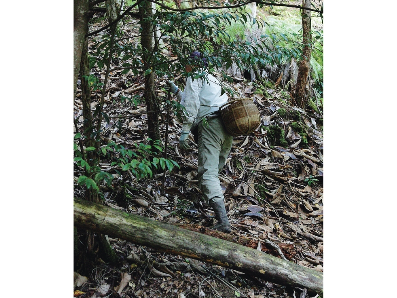 丹波・松茸山物語