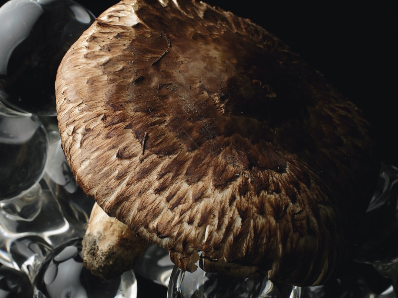 丹波・松茸山物語