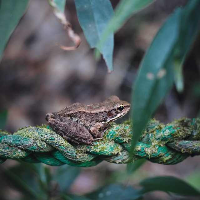 固有種から珊瑚へ沖縄・やんばる
